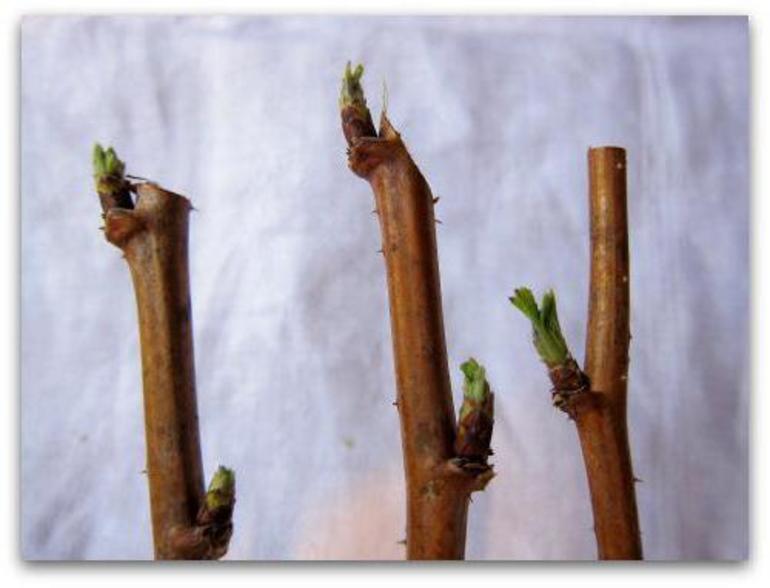 Propagation of red raspberries