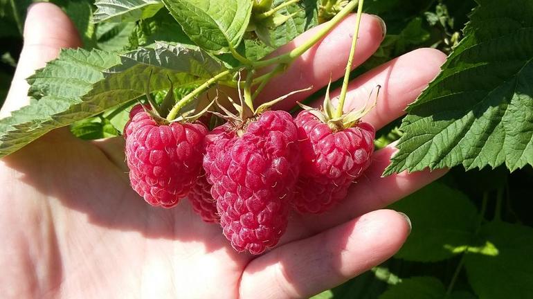 Repairing raspberry variety