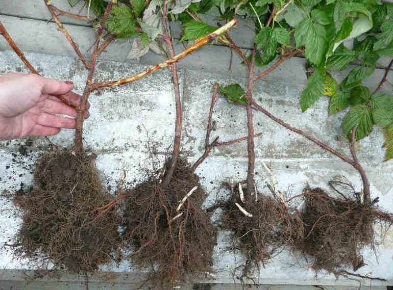 Planting cuttings in the ground
