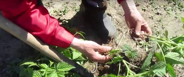 Raspberry seedlings