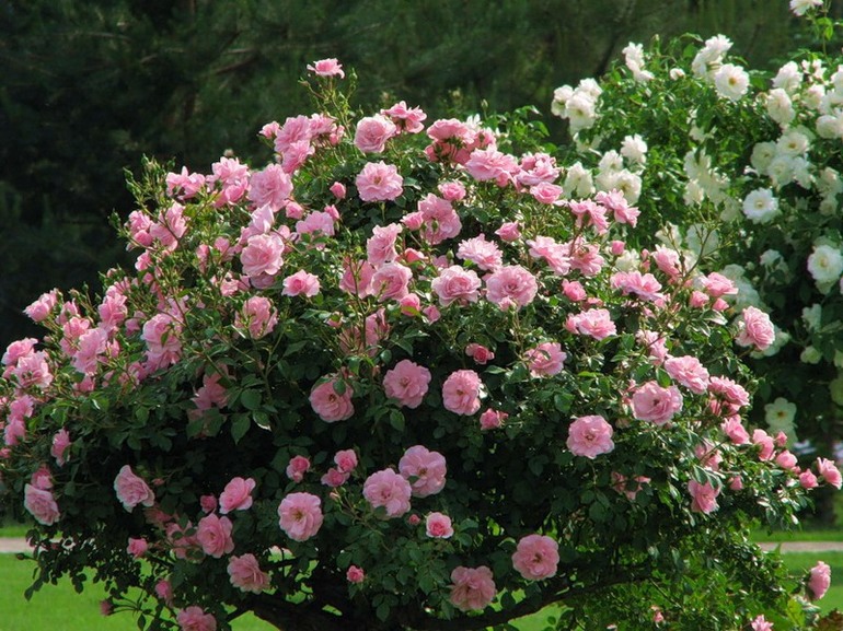 Park roses