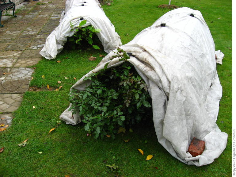 Optimum Shelter Times for Rose Bushes