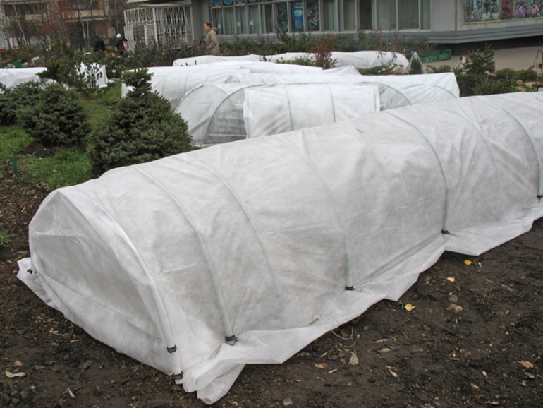 Essential materials for sheltering roses