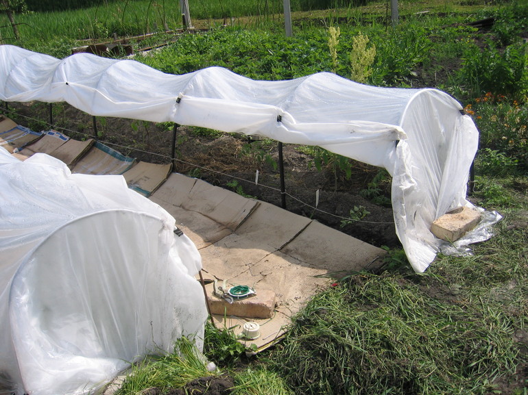 Synthetic films for sheltering roses