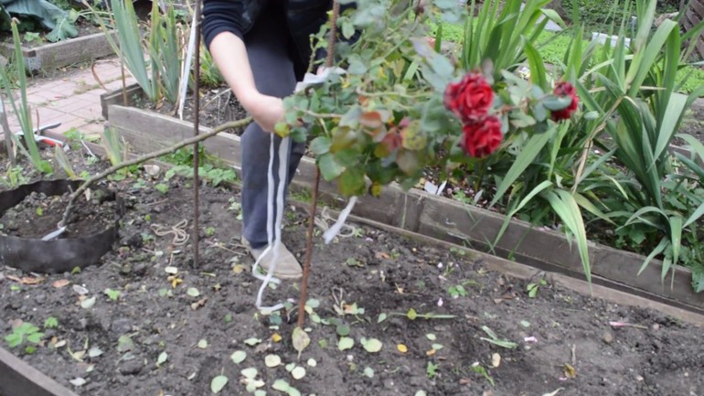 Rules for sheltering standard roses