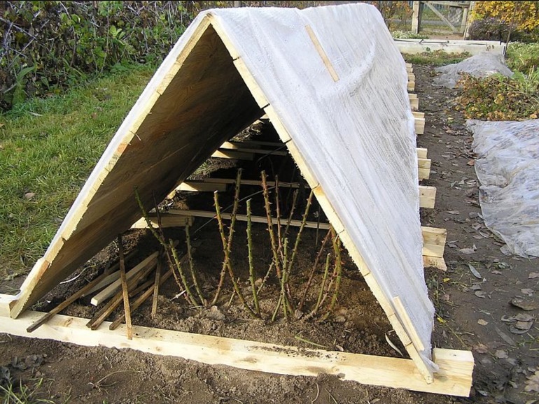 How to hide a bush rose for the winter