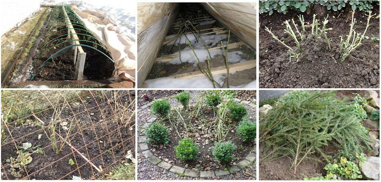 Types of protective structures for roses