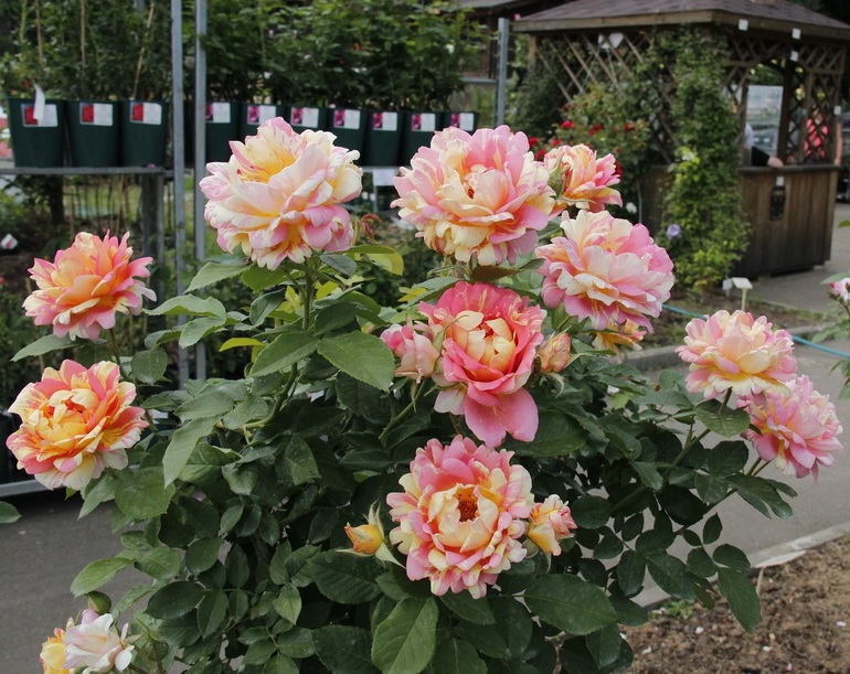 Plants of the genus Floribund