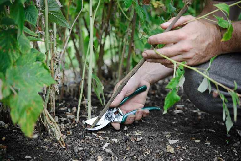 Blackberry Autumn Pruning
