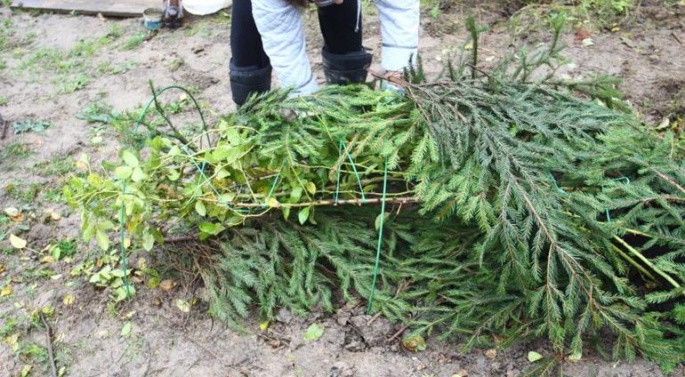 Shelter of plants with spruce branches