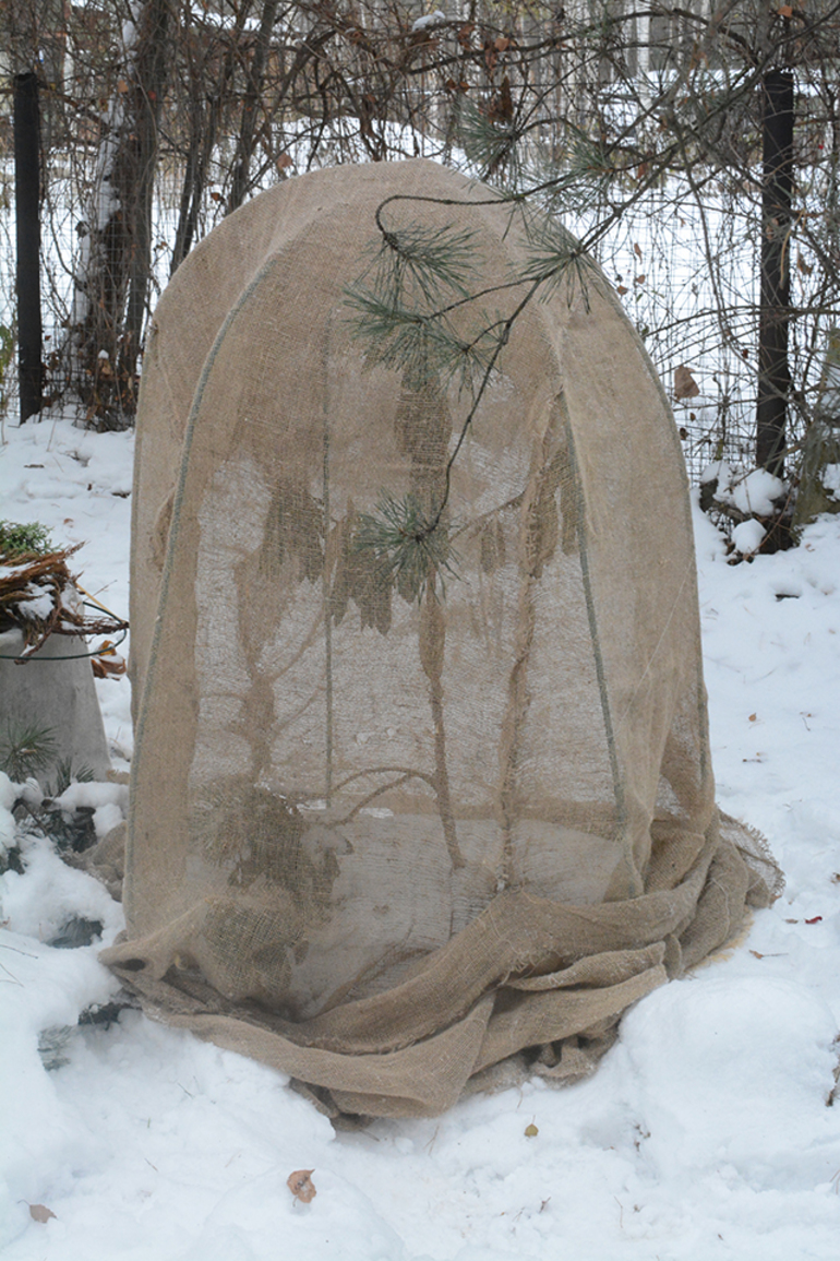 Burlap for sheltering a plant