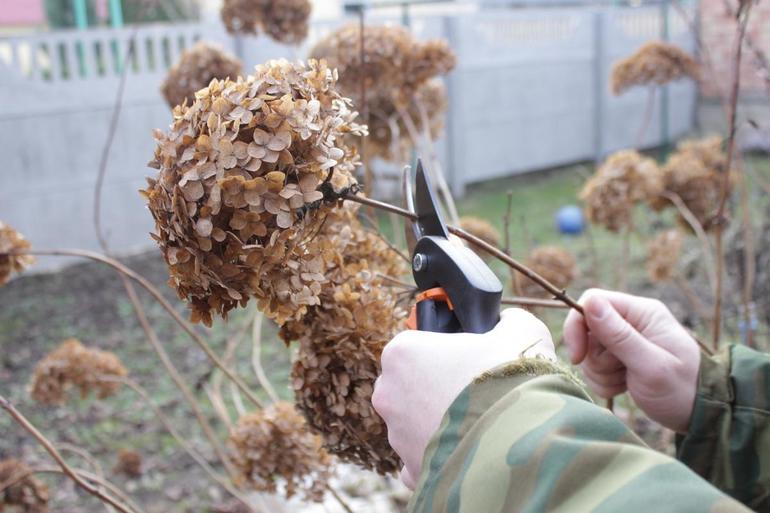 Hydrangea pruning in autumn