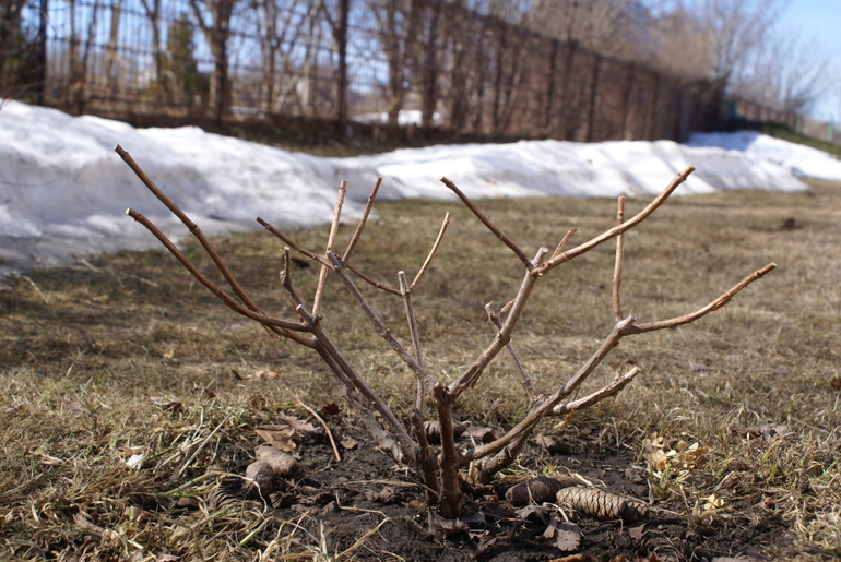  Do I need to cut hydrangea for the winter?