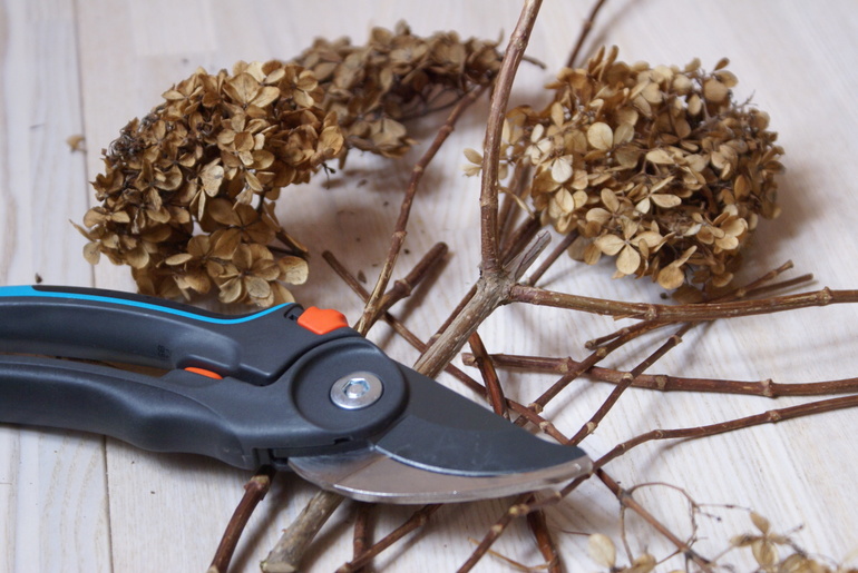  hydrangea tree pruning in autumn