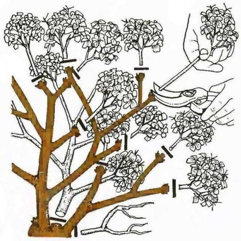 Autumn hydrangea pruning for beginners