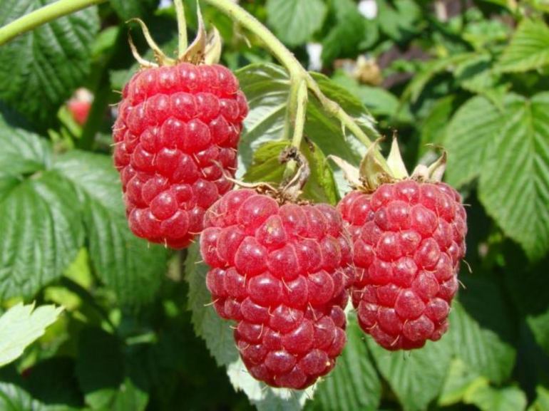 Obrezivanje maline maline