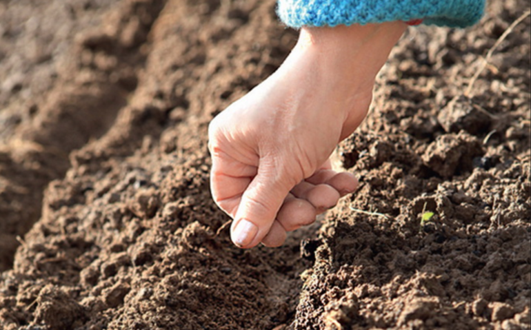  planting carrots in autumn before winter