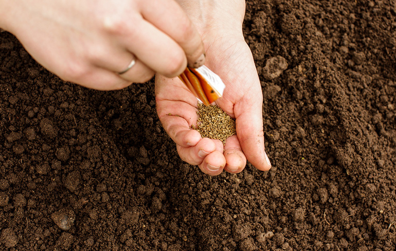 Winter sowing carrots