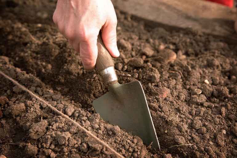  planting carrots in the winter near Moscow