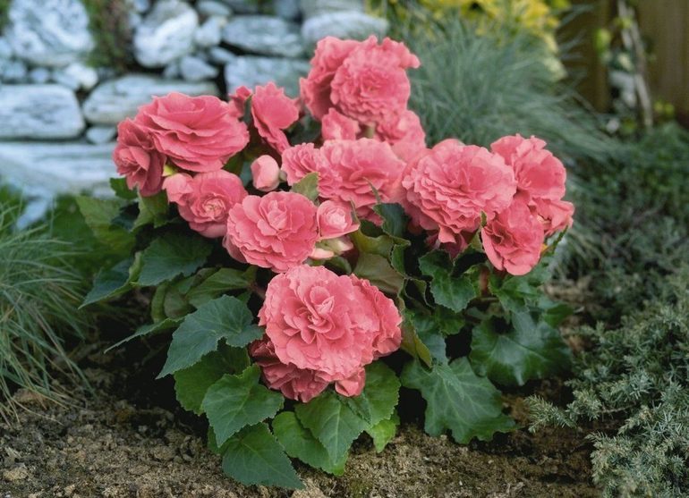 Begonia tuber storage in winter
