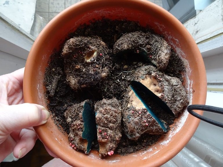 What to do with begonia for the winter