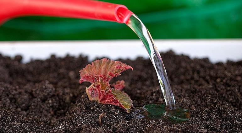 How to care for begonias in winter