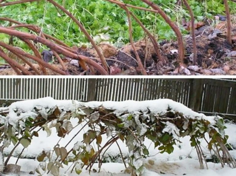 How to prepare raspberries for winter