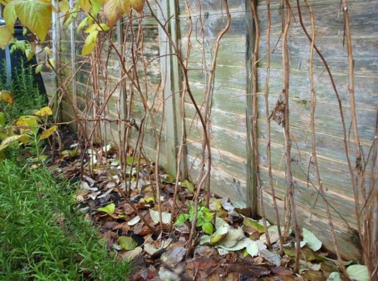 Caring for a raspberry