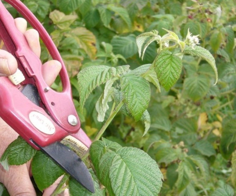 Planting raspberries