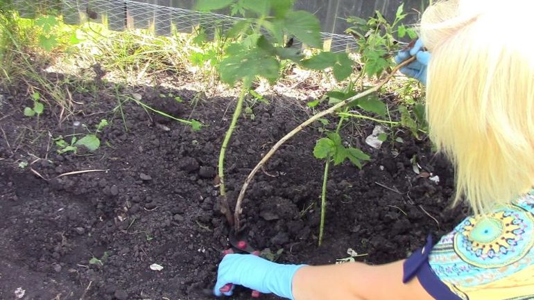 How to care for raspberries in autumn