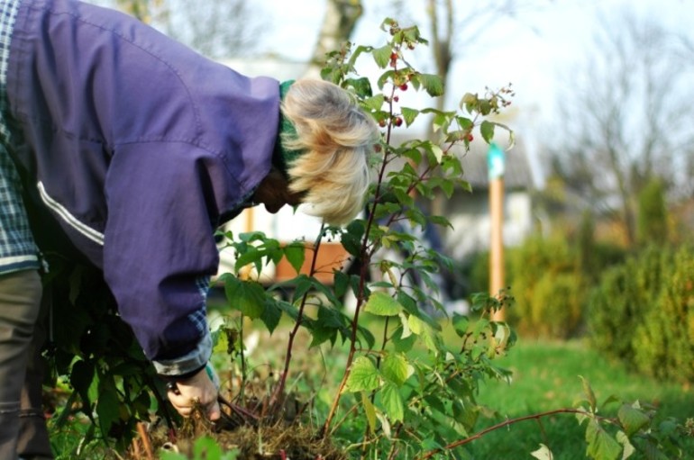 Shrub care