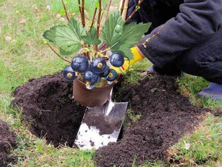 Planting currants in autumn