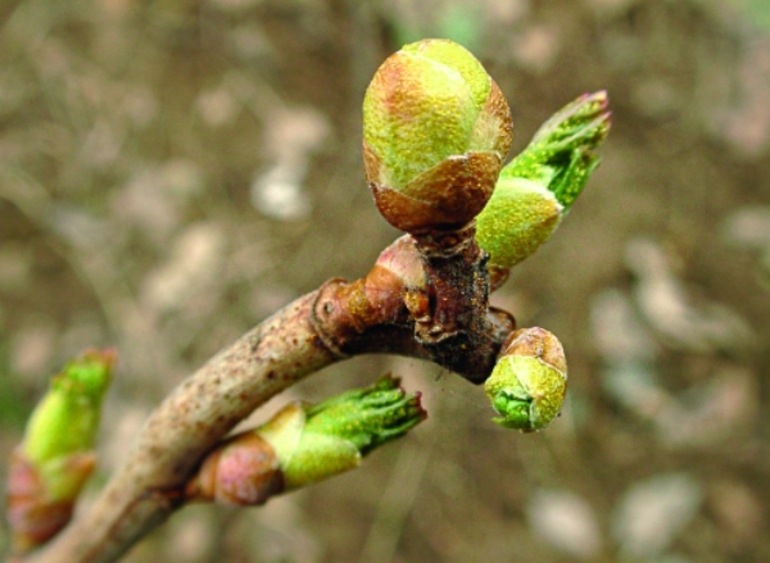 In which month, how to plant currants in the fall