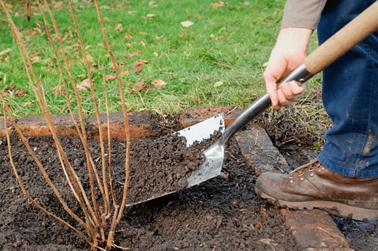 How to plant currants in autumn