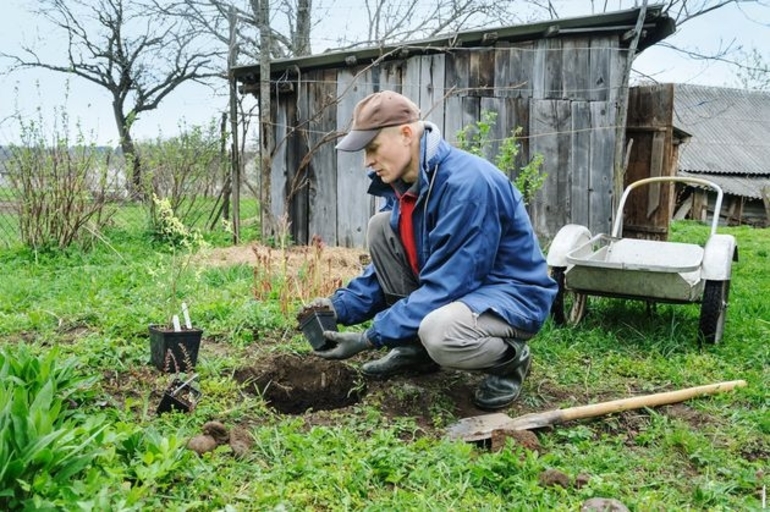 Planting currants in autumn with seedlings