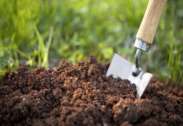 How to plant blackcurrant in autumn