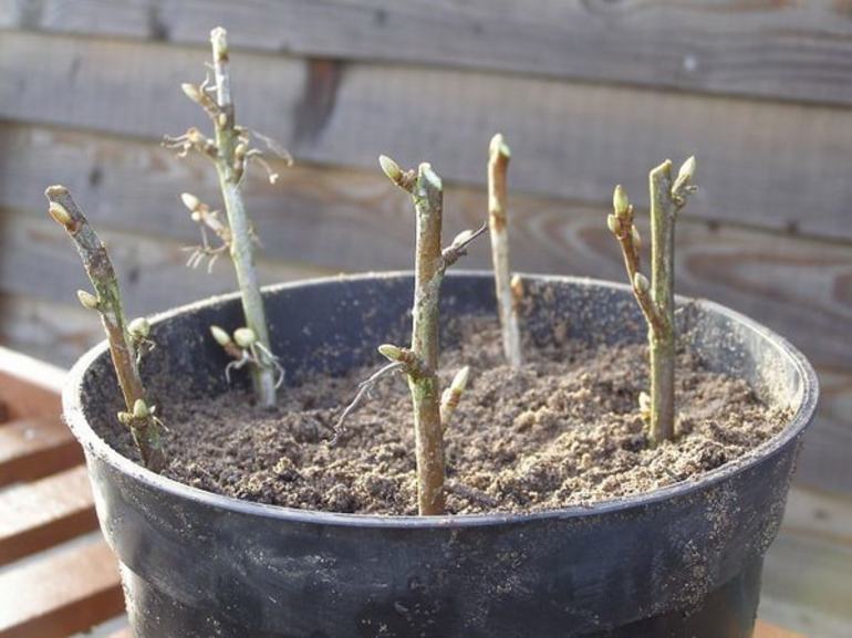 How to plant black currants in autumn