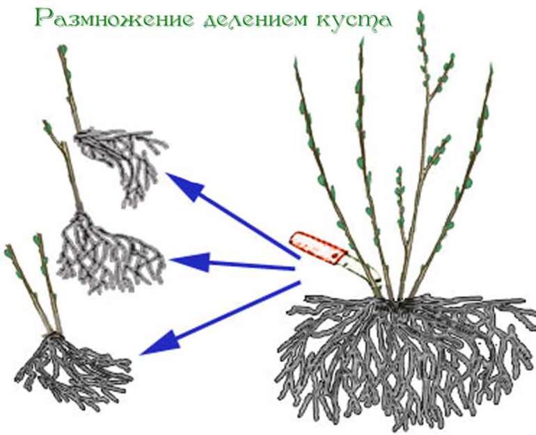 How to plant blackcurrant