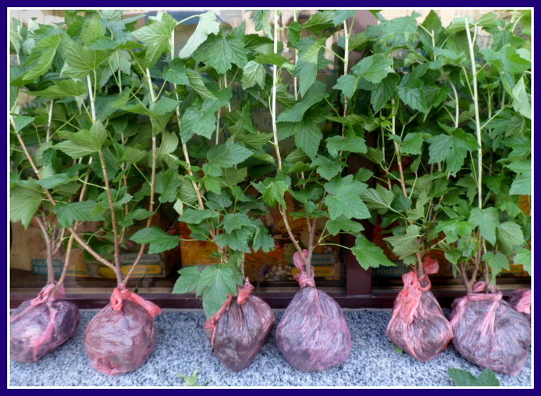 Currant cuttings