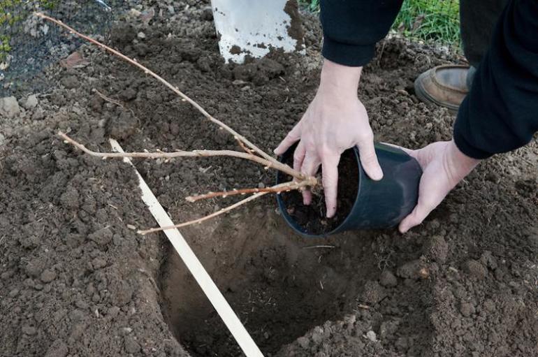 Currant planting