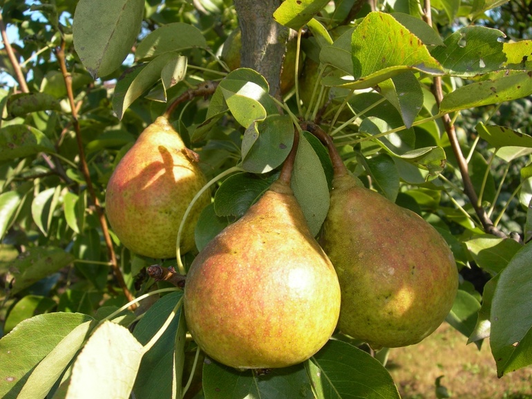 Autumn pear pruning pattern