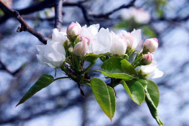 How to prune a pear in the fall