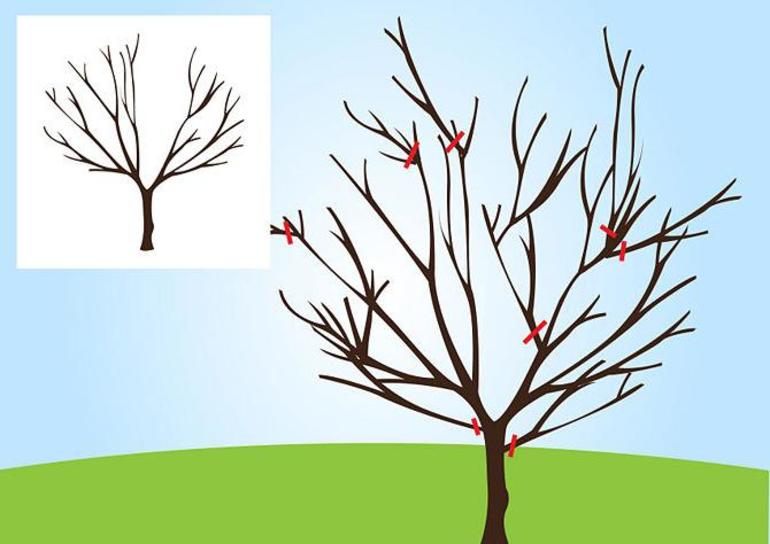 Autumn pruning pear pruning pattern