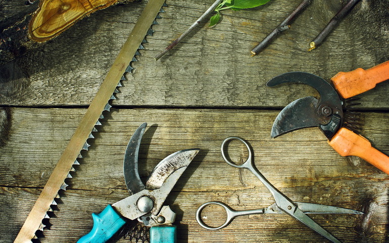 Autumn pear pruning for beginners