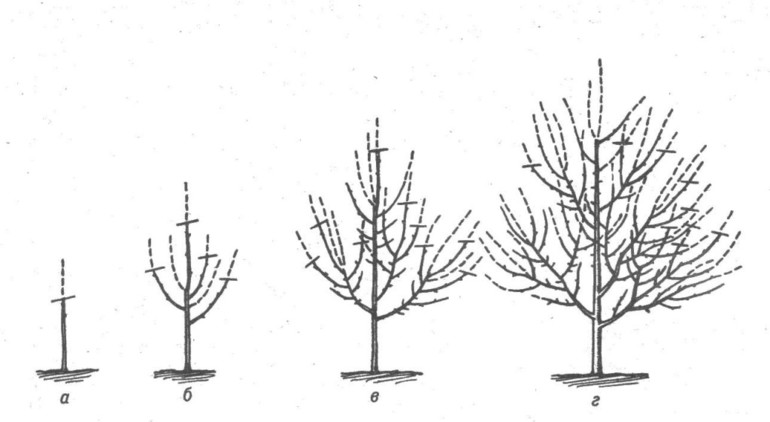 Autumn pruning pears