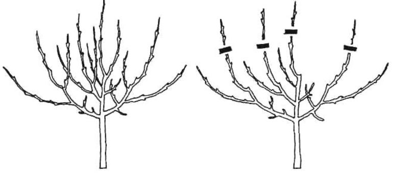 Autumn pear pruning scheme