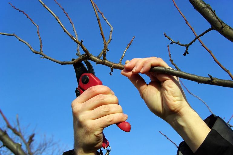 How to prune a pear in autumn