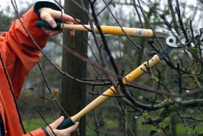 How to prune a pear in the fall