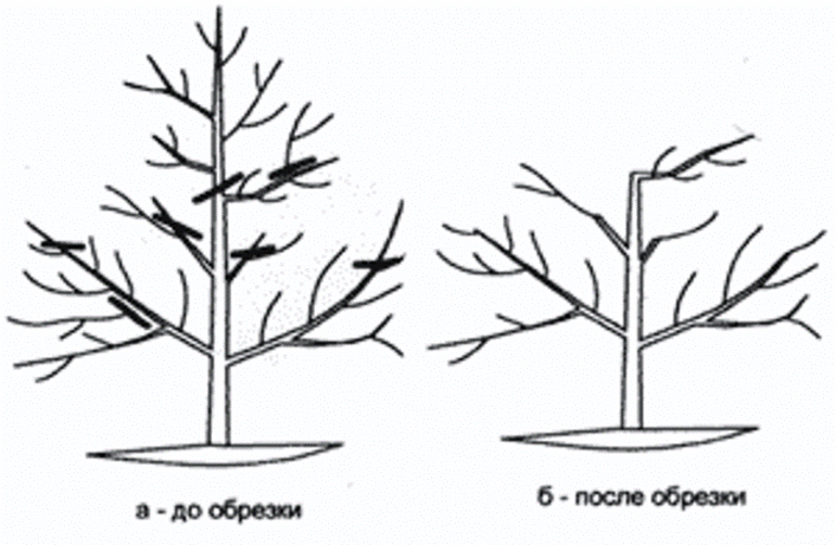 Pear pruning in the fall