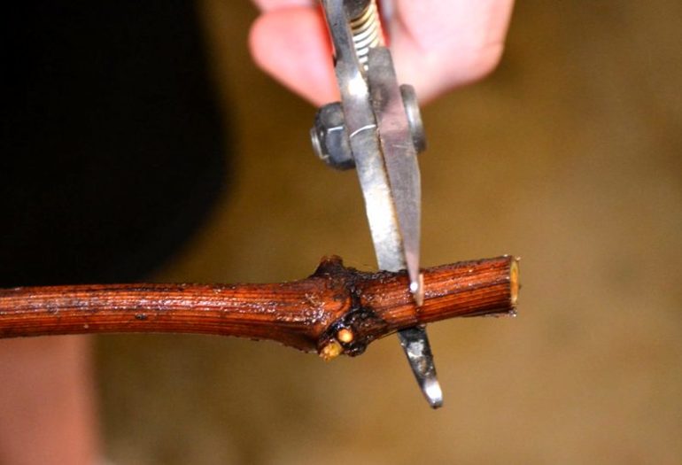 How to propagate grapes with cuttings in autumn